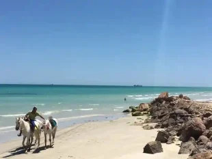 Traditional houses and palm trees in Djerba, Tunisia