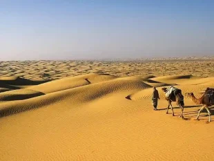 Desert landscape with palm oasis in Douz, Tunisia