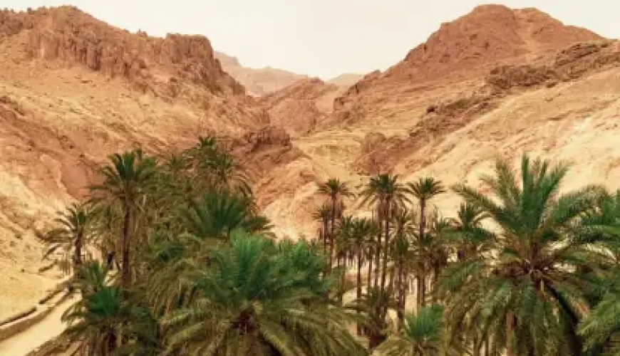 Vue panoramique de Tozeur, la porte du désert idéale pour une excursion en Tunisie