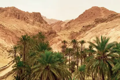 Vue panoramique de Tozeur, la porte du désert idéale pour une excursion en Tunisie